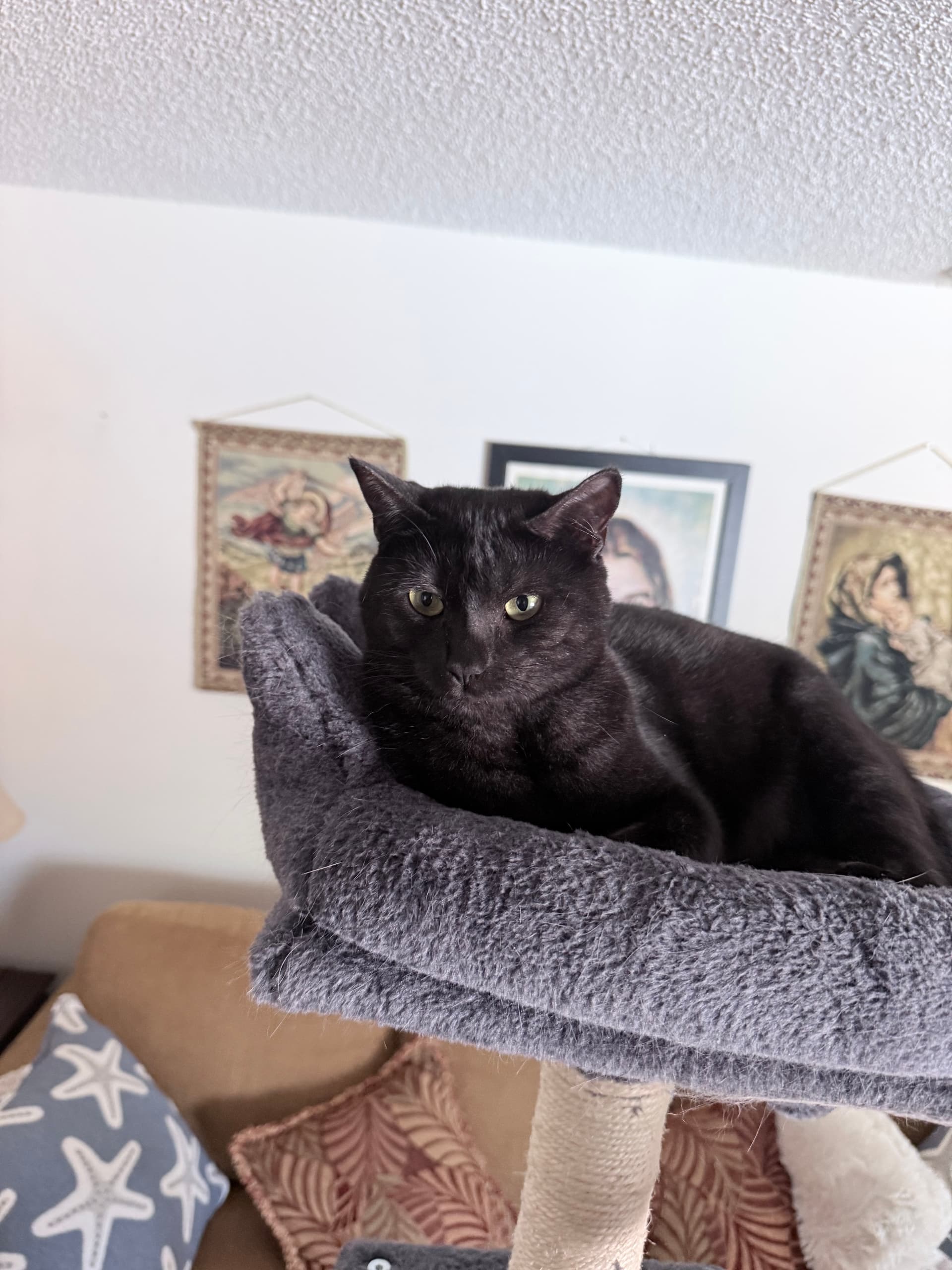 Black cat on a grey cat tree